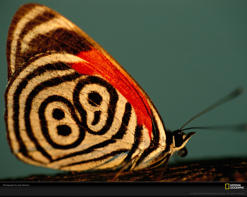 Butterfly with Patterned Wings — White