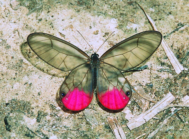 Butterfly with Pink Spots