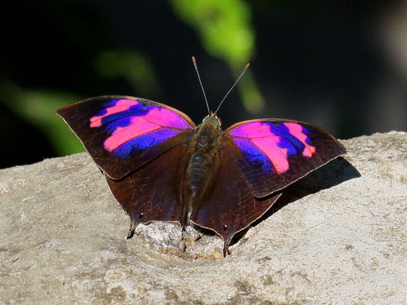Butterfly with Purple Wings — Calm