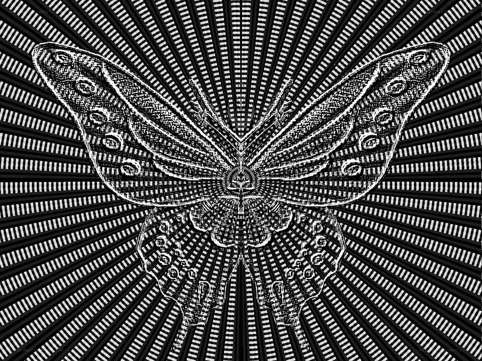 Butterfly with radiating pattern