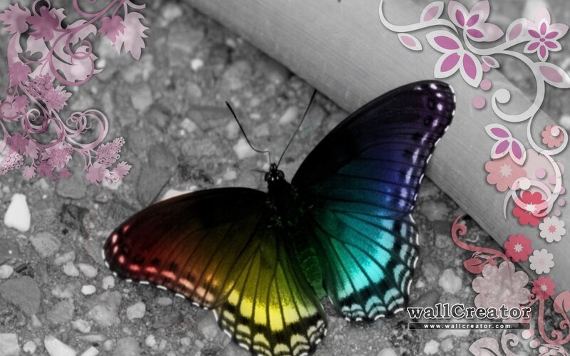 Butterfly with Rainbow Wings — Black
