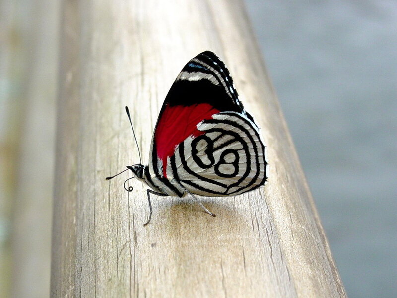 Butterfly with red and black wings