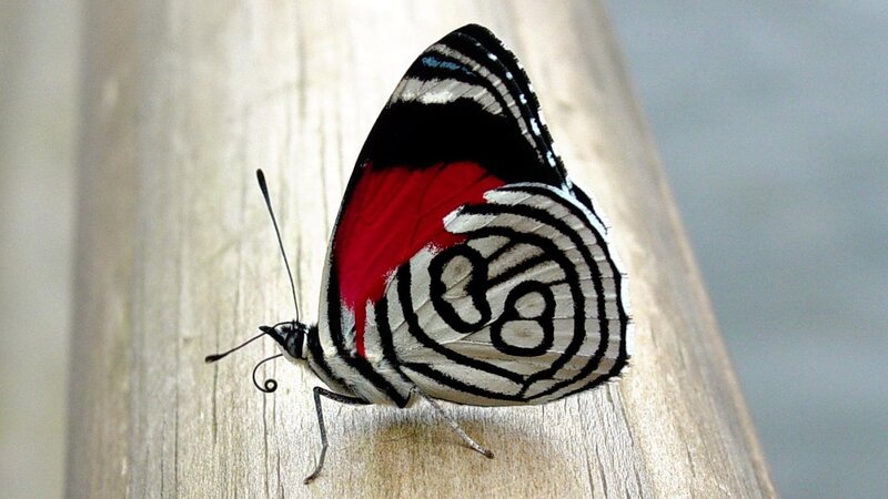 butterfly with red and black wings