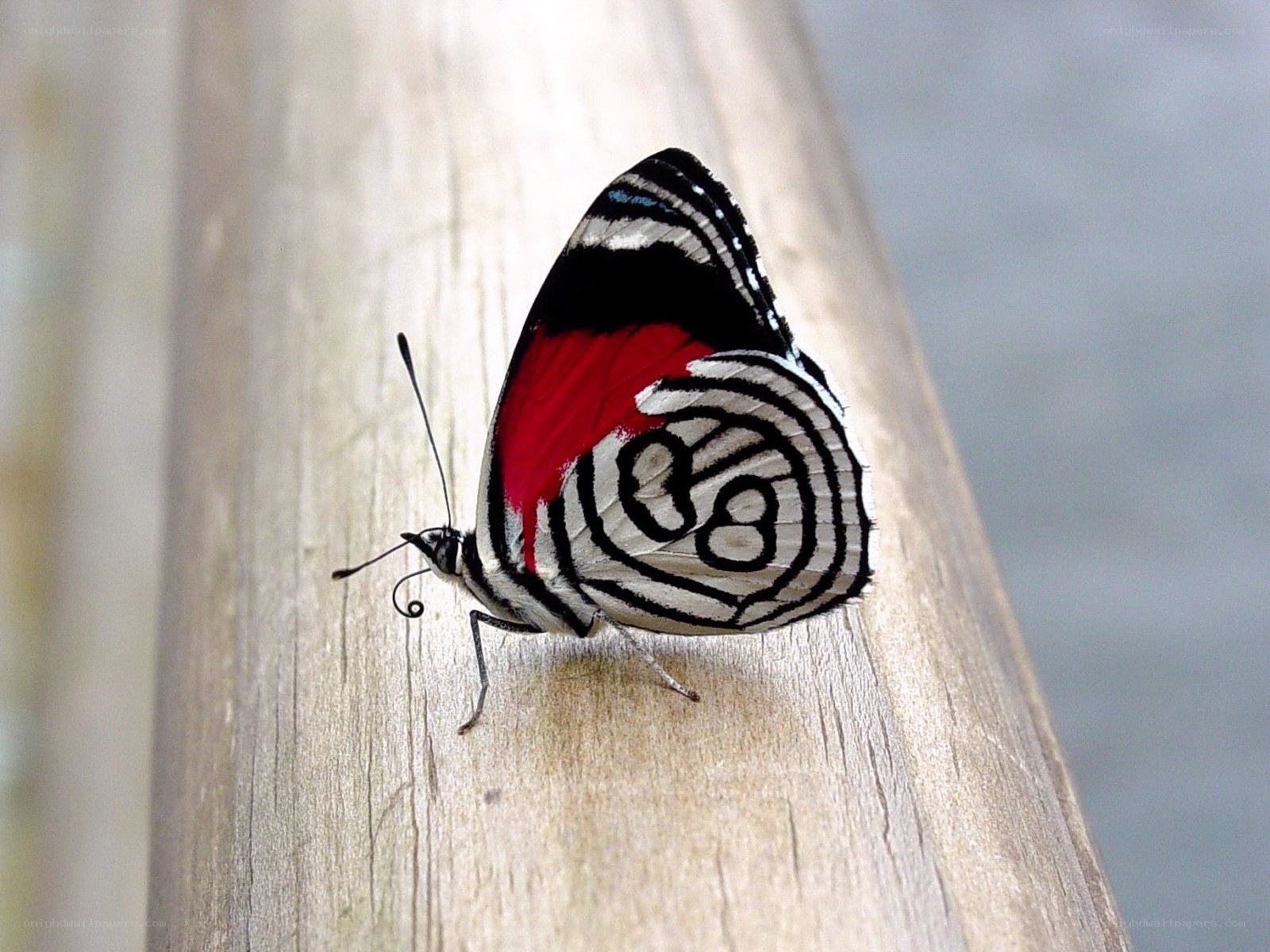 Butterfly with red and black wings