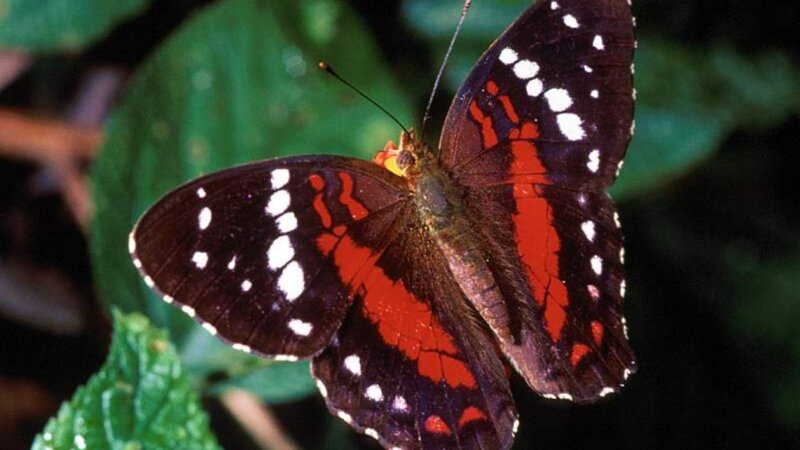 butterfly with red and white markings