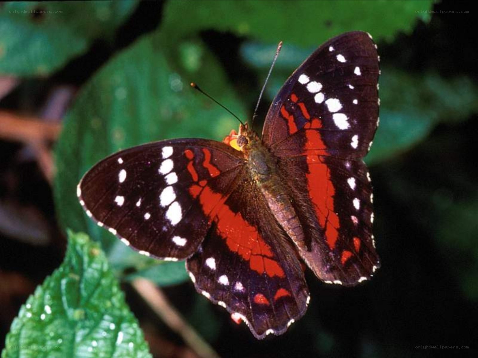 butterfly with red and white markings