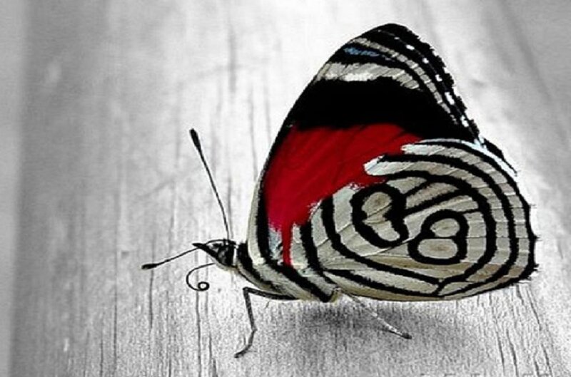 Butterfly with Red Wings