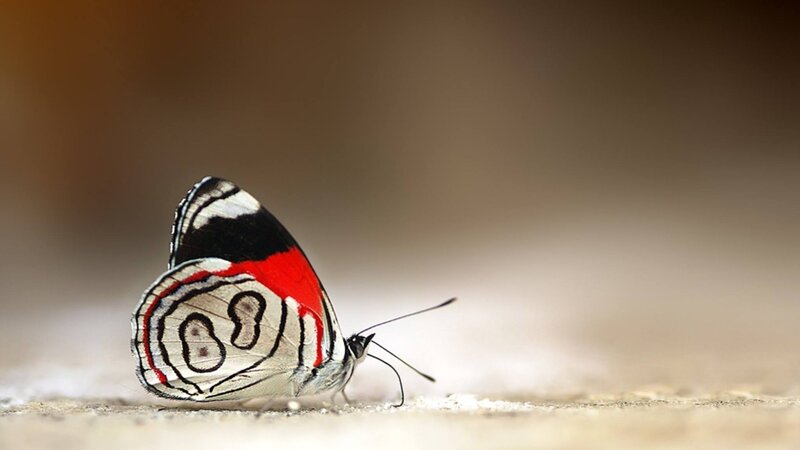 Butterfly with Red Wings — White