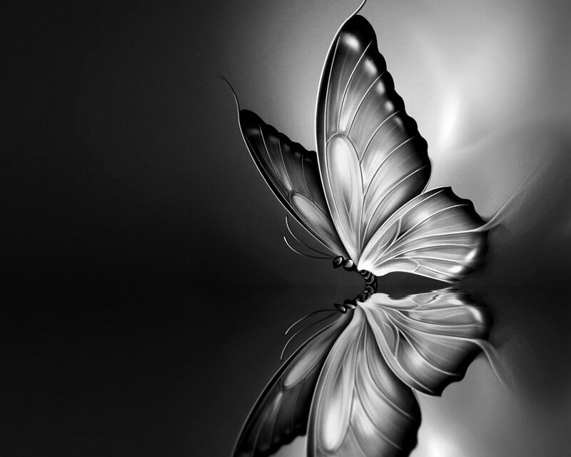 Butterfly with Reflection