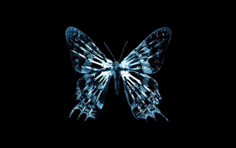 Butterfly with Skeletal Wings — Blue