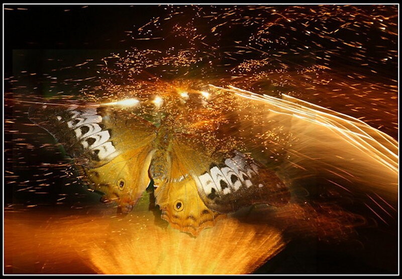 Butterfly with Sparks