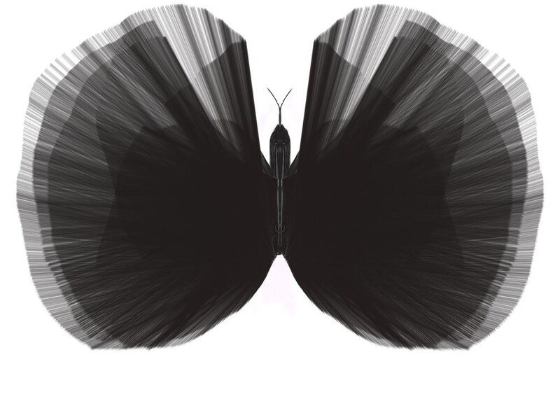 Butterfly with Striped Wings