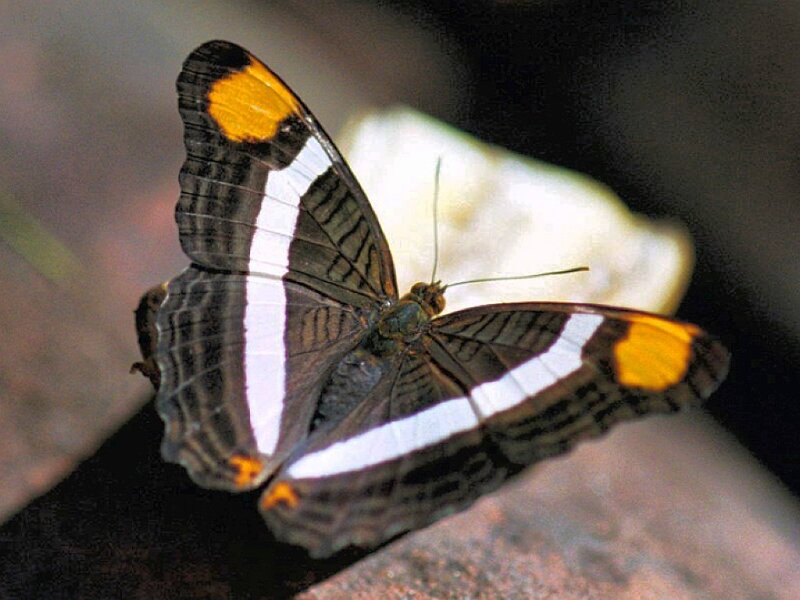 butterfly with white and yellow markings