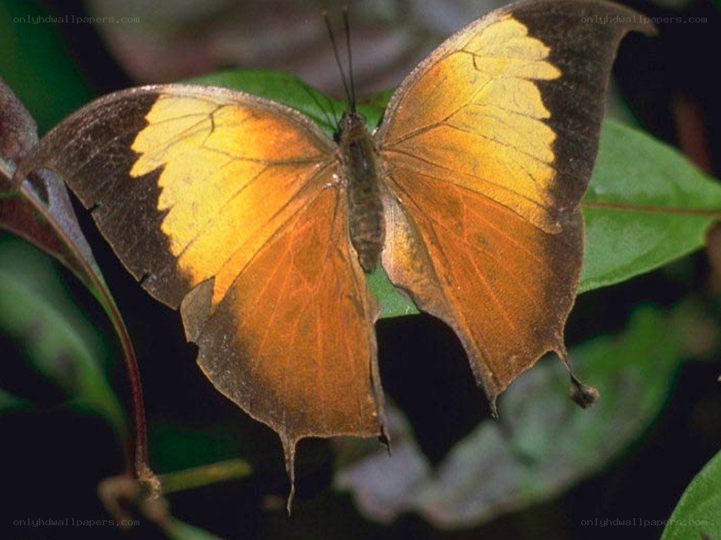 Butterfly with yellow and brown wings
