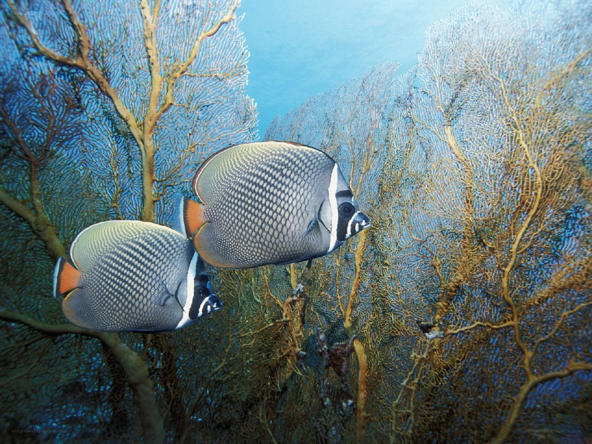 Butterflyfish in coral reef