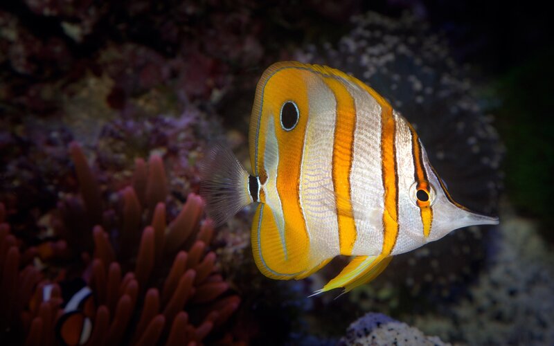 Butterflyfish in Coral
