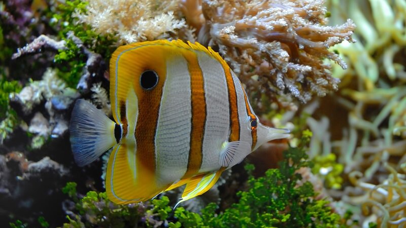Butterflyfish in Coral — Yellow