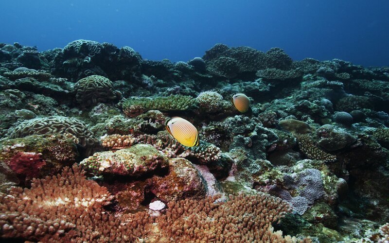 Butterflyfish on Coral Reef — Blue, Serene