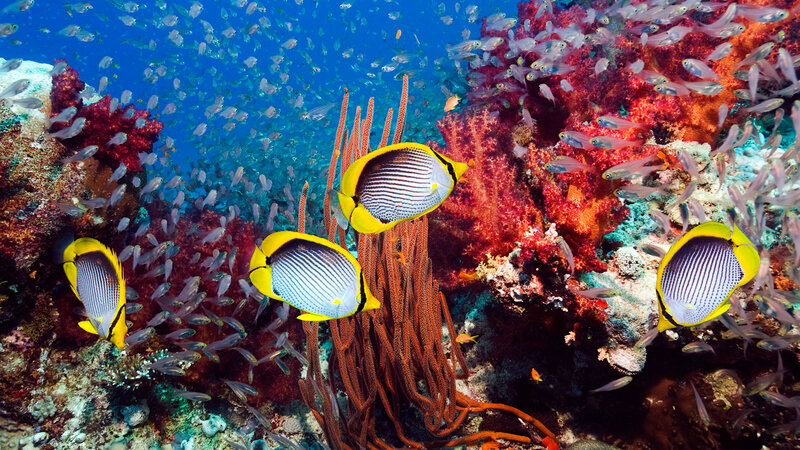 Butterflyfish on Coral Reef — Blue