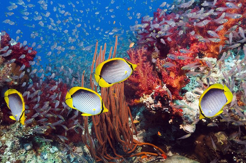 Butterflyfish on Coral Reef — Blue, Vibrant