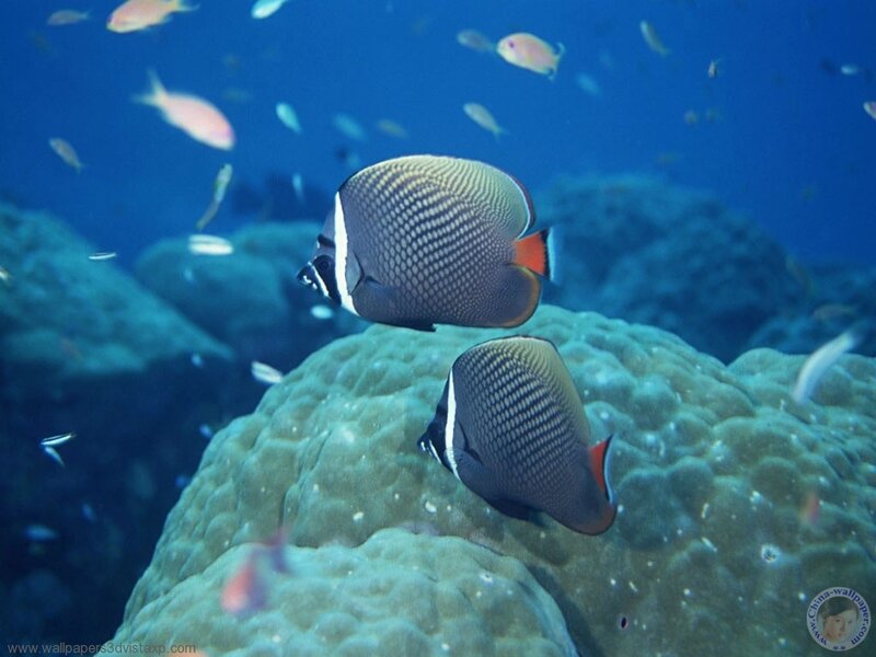 Butterflyfish on coral reef