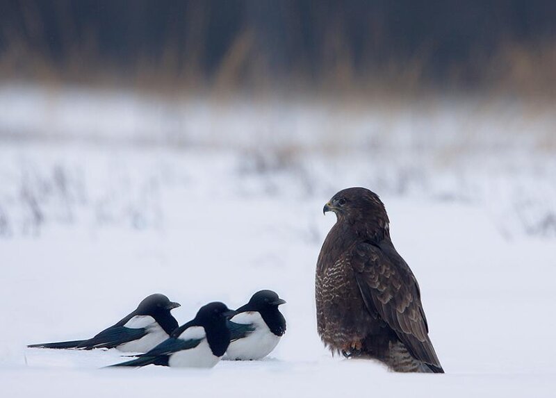 Buzzard and Magpies