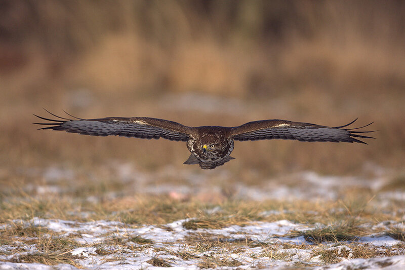 buzzard in flight over snow