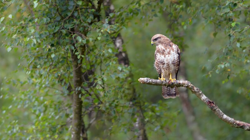 Buzzard on Tree Branch