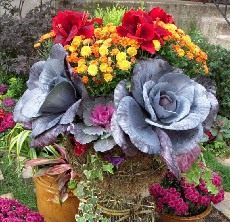 Cabbage and Flower Arrangement