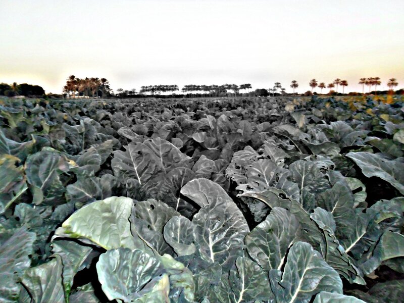 Cabbage Field at Dusk