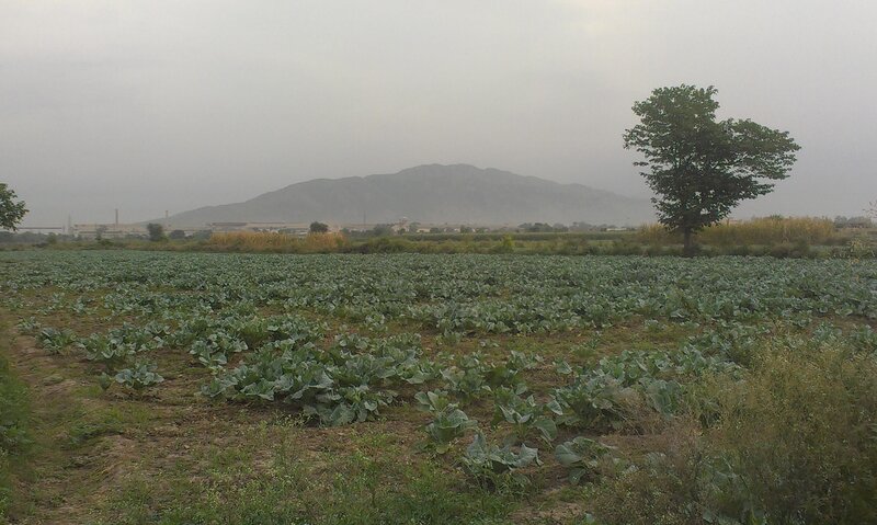 Cabbage Field with Mountain