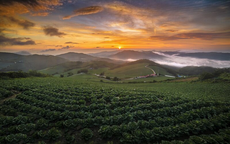Cabbage Fields at Sunrise