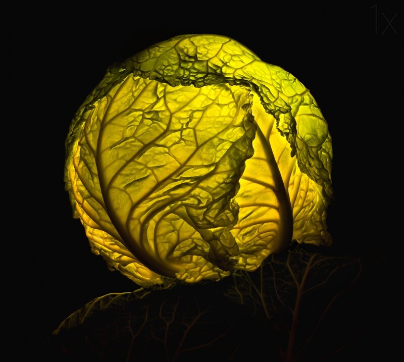 Cabbage Illuminated from Within