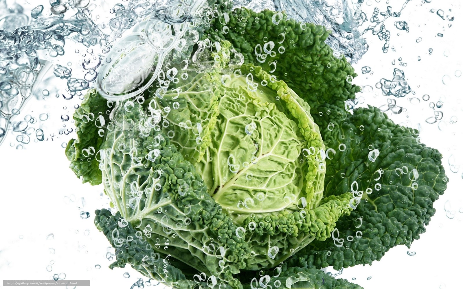 cabbage in splashing water