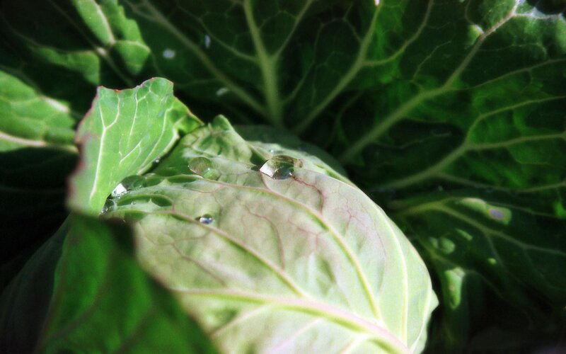 cabbage leaf with water droplets