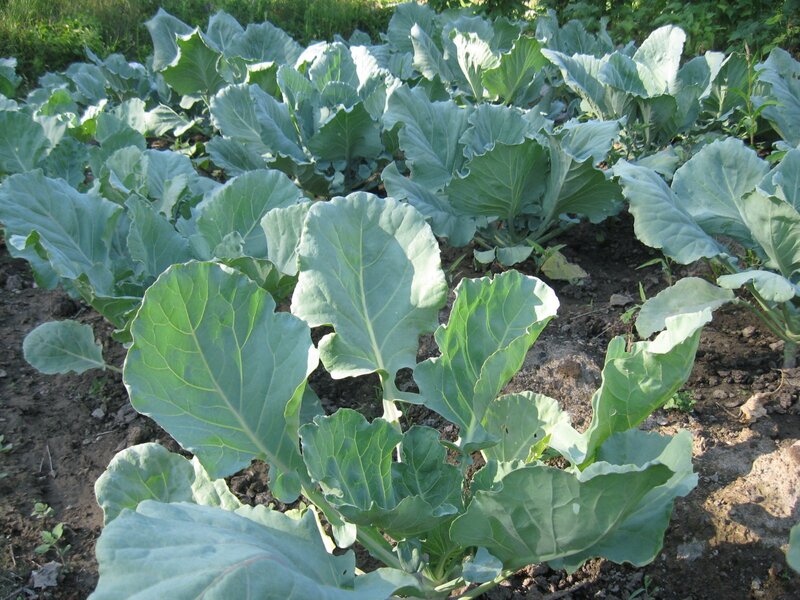 cabbage plants in a garden