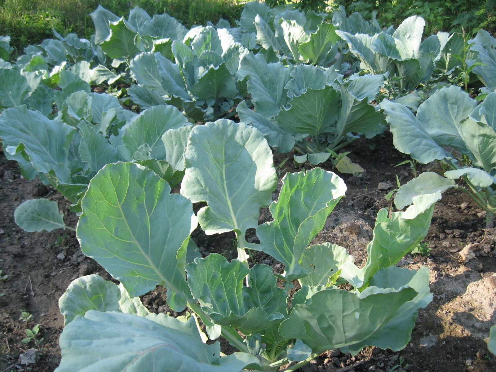 cabbage plants in a garden