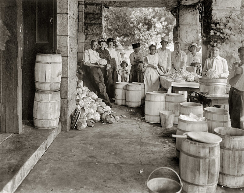 Cabbage processing at a farm