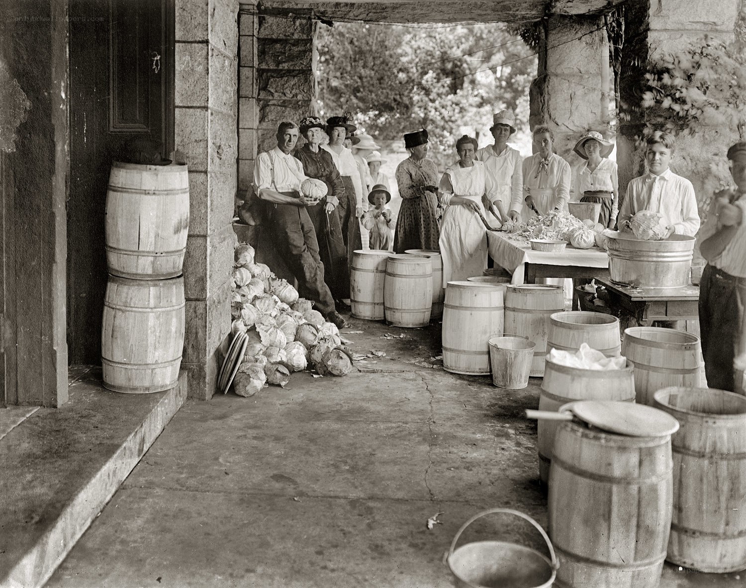 Cabbage processing at a farm