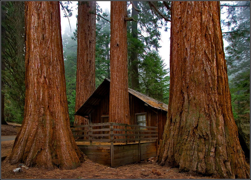 Cabin Between Giant Trees