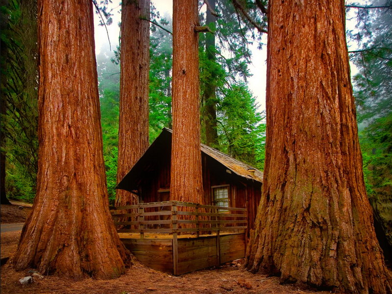 Cabin Between Redwoods