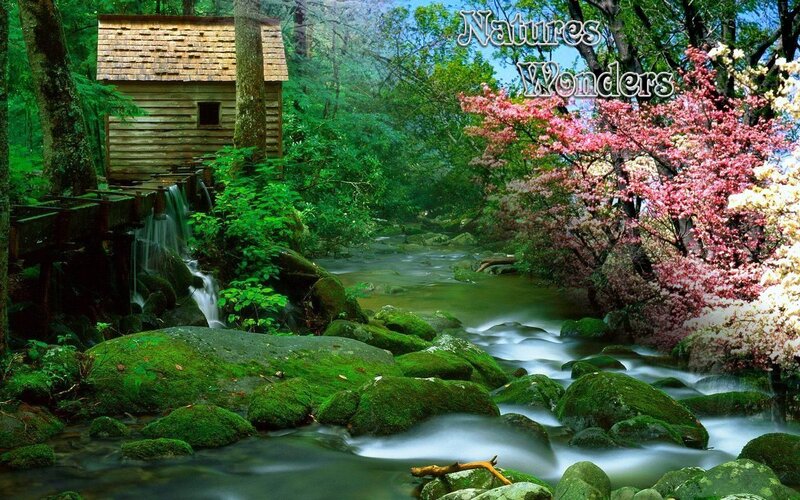 Cabin by a Stream — Green, Serene, Spring