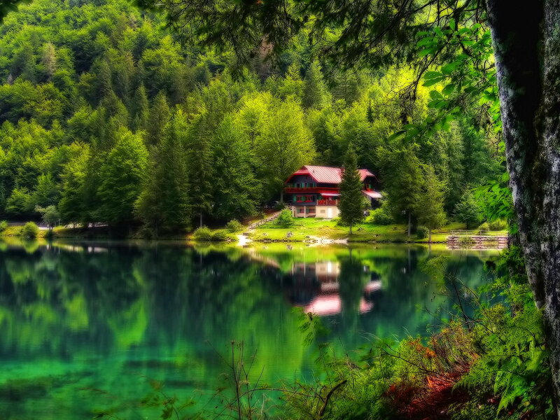 Cabin by Forest Lake — Green
