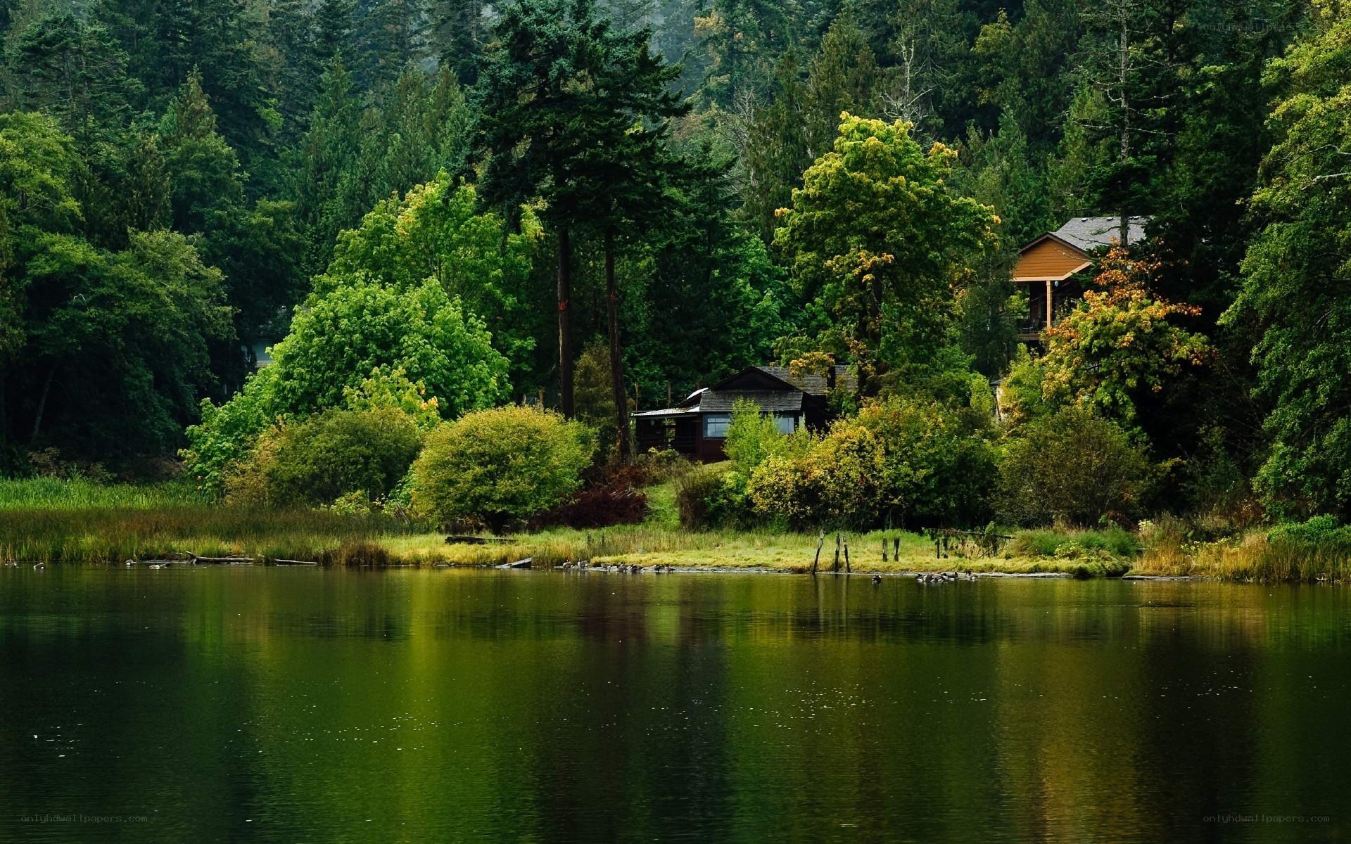 Cabin by the forest lake