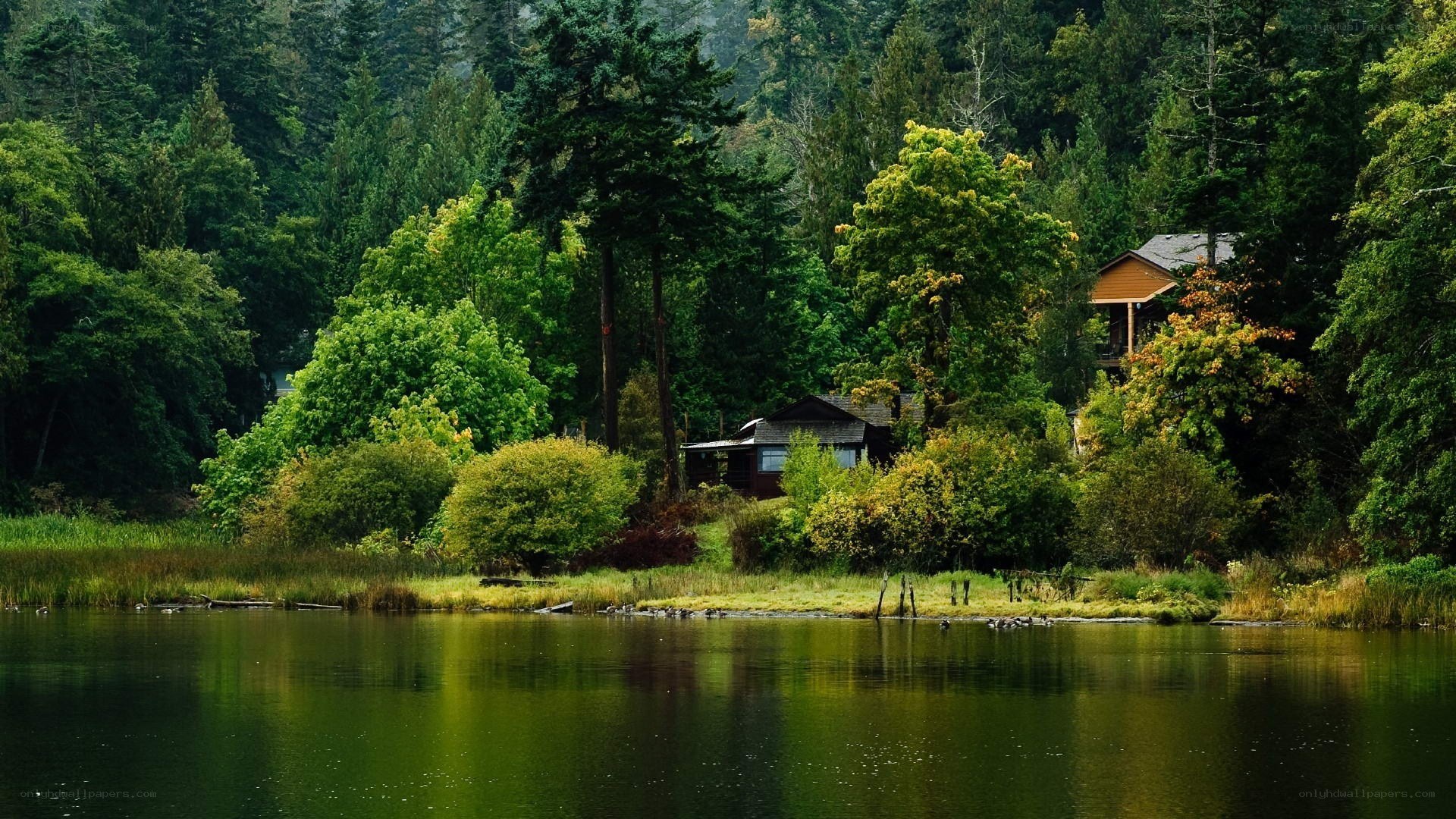 Cabin by the forest lake