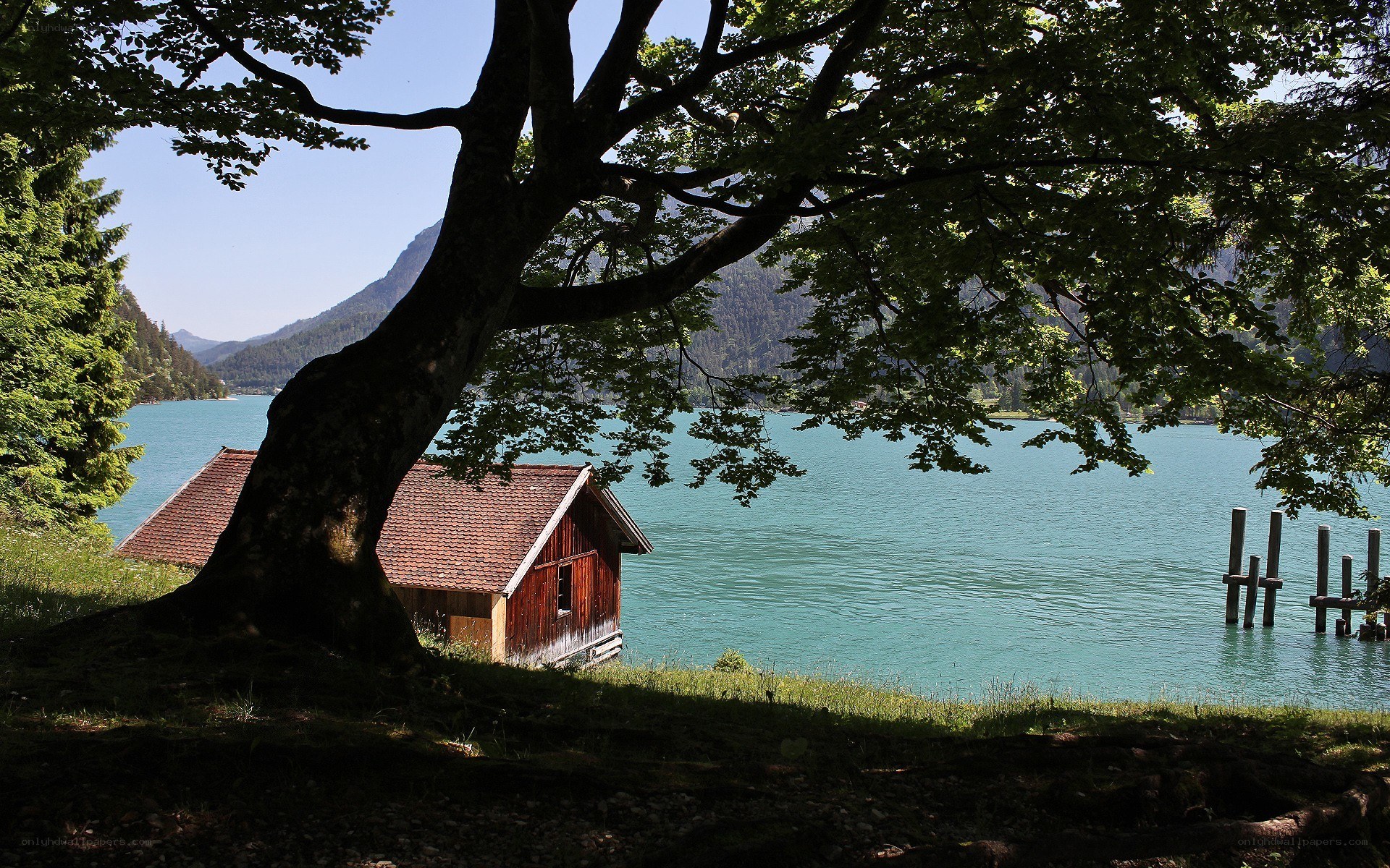 Cabin by the lake with tree