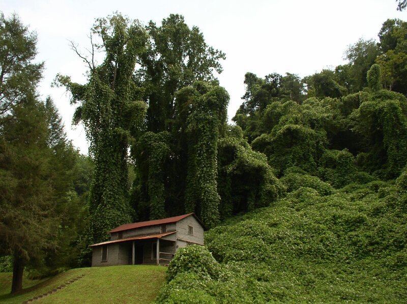 cabin in a vine-covered forest