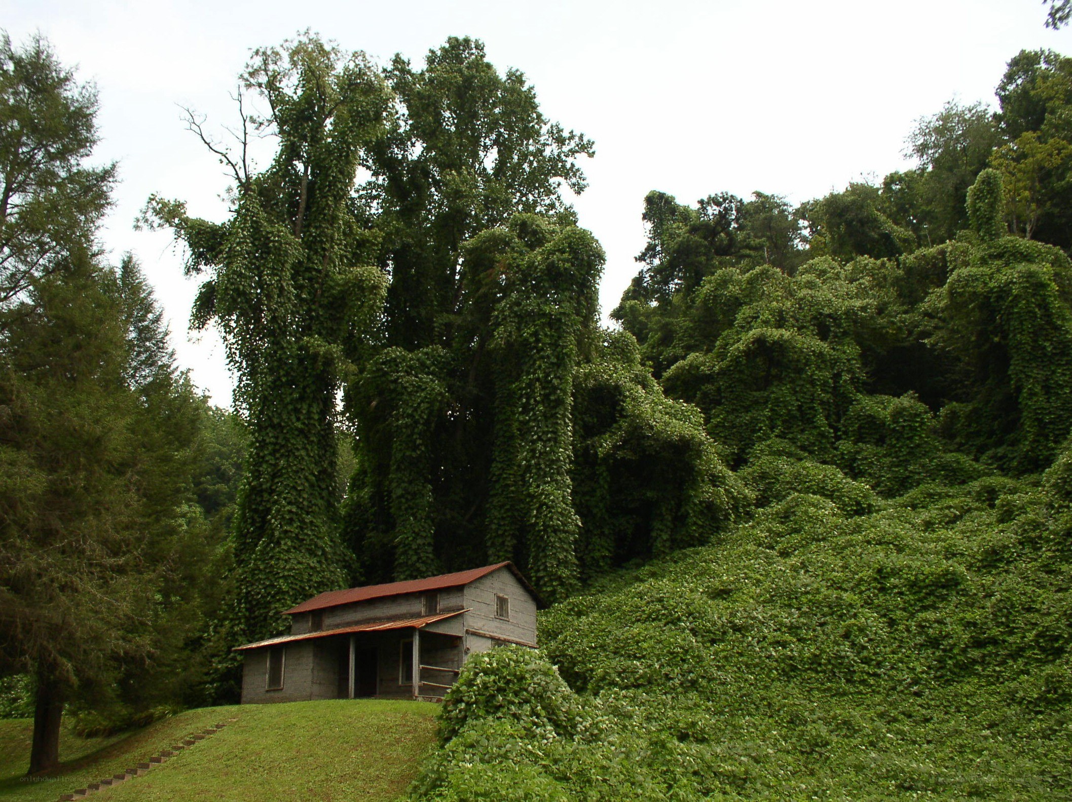 cabin in a vine-covered forest