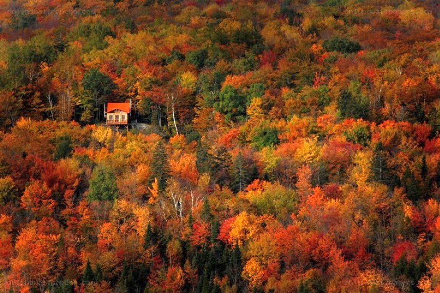 Cabin in autumn forest
