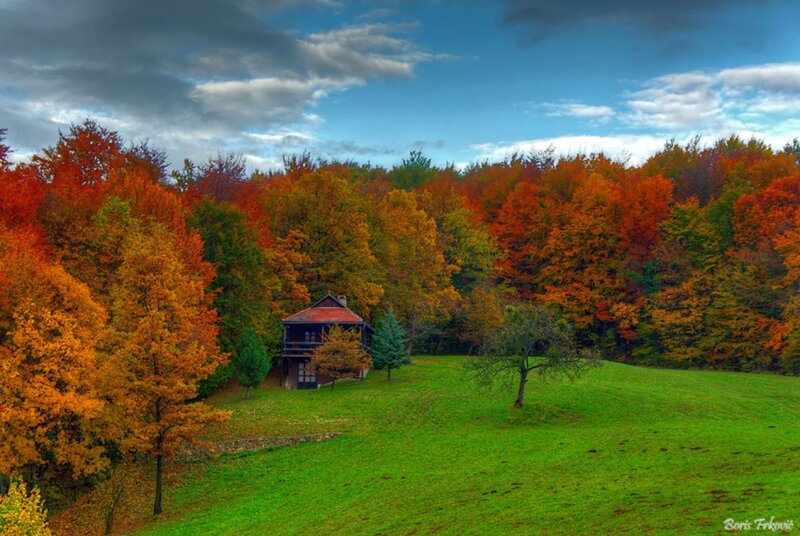 Cabin in Autumn Forest — Green